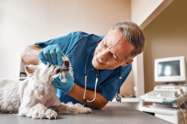 Best Emergency Dental Care for Broken or Chipped Teeth in Firestone, CO